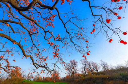 秋去冬來(lái)萬(wàn)物休   唯有柿樹掛燈籠