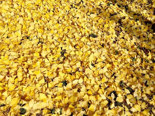 銀杏千年，等候的是秋的思念