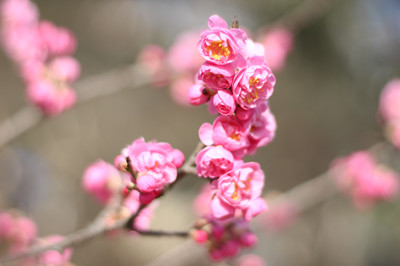 春花爛漫莫辜負(fù)