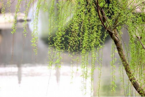 報(bào)春的使者--柳樹