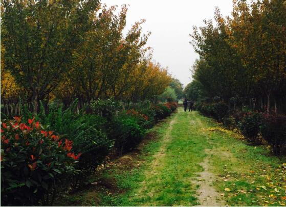 陜煤建設(shè)綠宇園林公司：以自有苗木為設(shè)計(jì)基礎(chǔ)，打造“花園式”工程