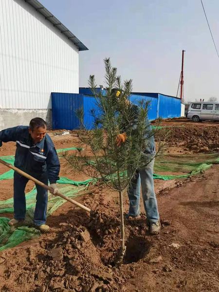 陜煤建設礦建二公司組織開展植樹節(jié)活動