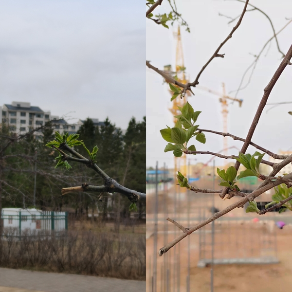 抬頭看，鄂爾多斯的春天