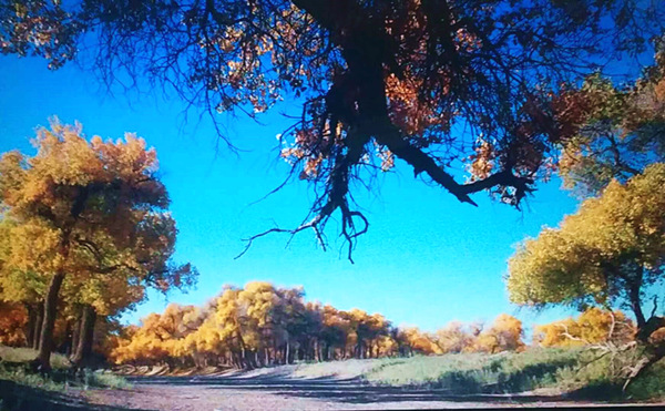 走進(jìn)內(nèi)蒙額濟(jì)納，與胡楊林的美撞個(gè)滿懷