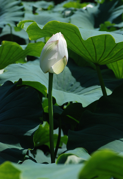 看取荷花凈，應(yīng)知不染塵