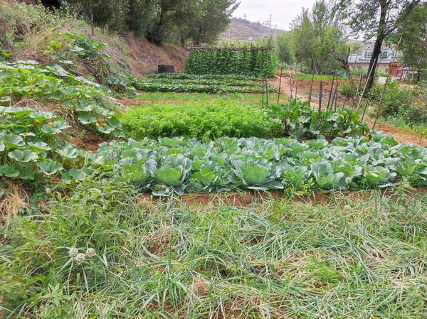 陜煤建設洗選煤運營公司紅柳林洗煤廠項目部：職工菜園，“蔬”心“食”尚