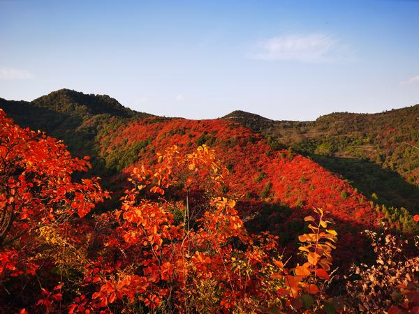 秋韻：香山紅葉
