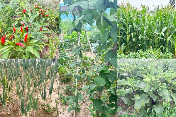 陜煤建設(shè)天工公司土建第七項(xiàng)目部：小小“菜園”，播種即是收獲