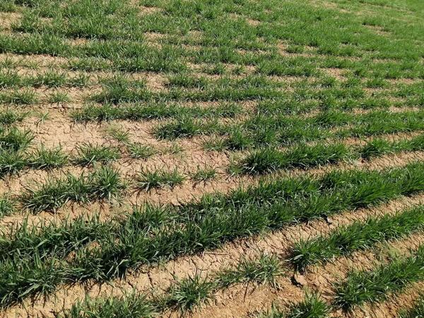 春天的“野”味