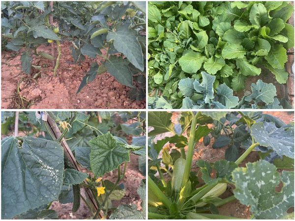 陜煤建設(shè)天工公司土建十七部黨支部：小小菜園，播種幸福感