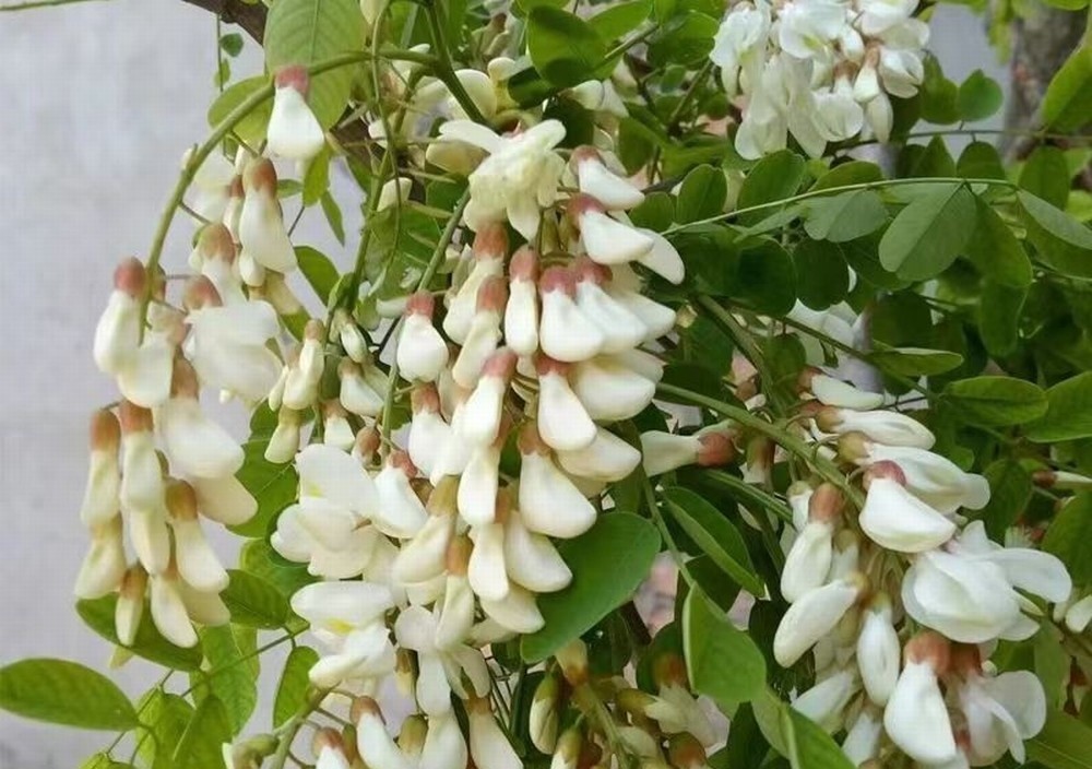 走！鉤洋槐花去！
