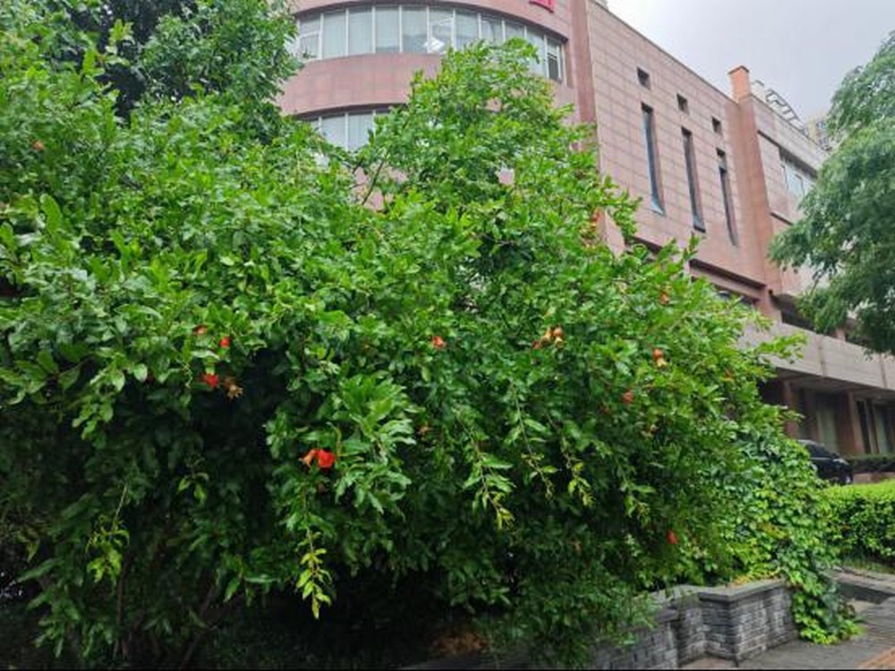 生如夏花  綻放絢爛