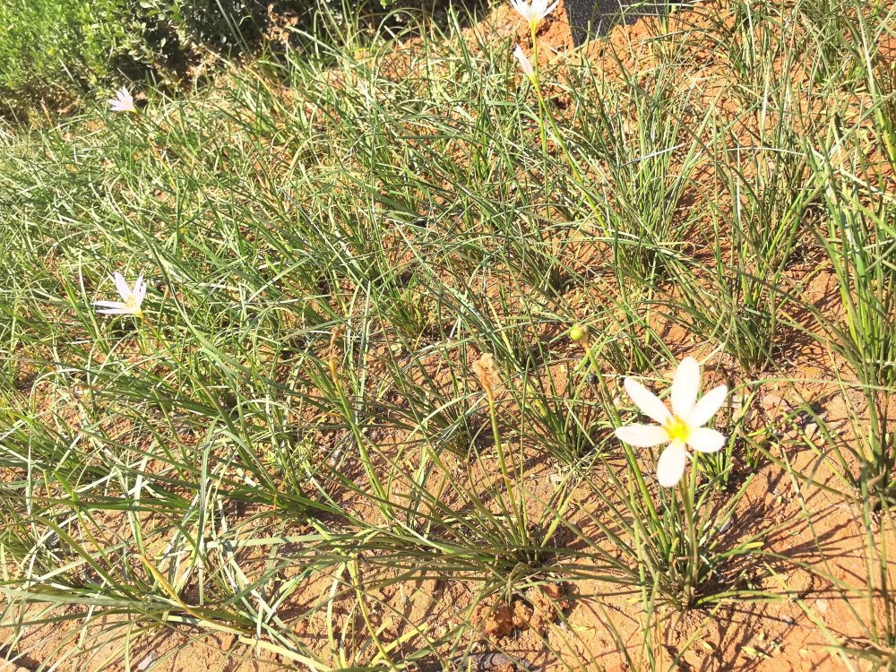 電廠(chǎng)花開(kāi)時(shí)，奮斗自成章